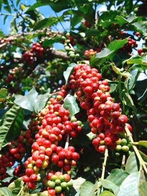 Coffea arabica plants
